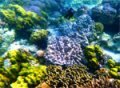 Загадки морских глубин