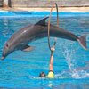 Прыжки дельфинов - все игры этого раздела 