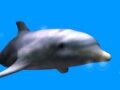 Дельфины шоу 10